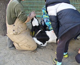 子牛に触れます