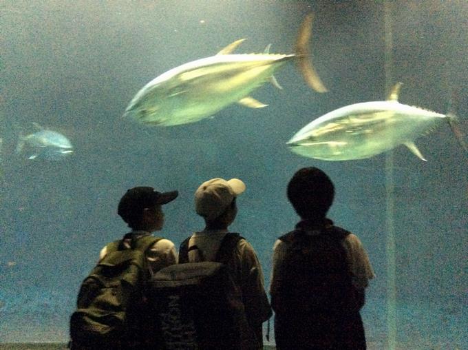 巨大な水槽に大きなマグロ