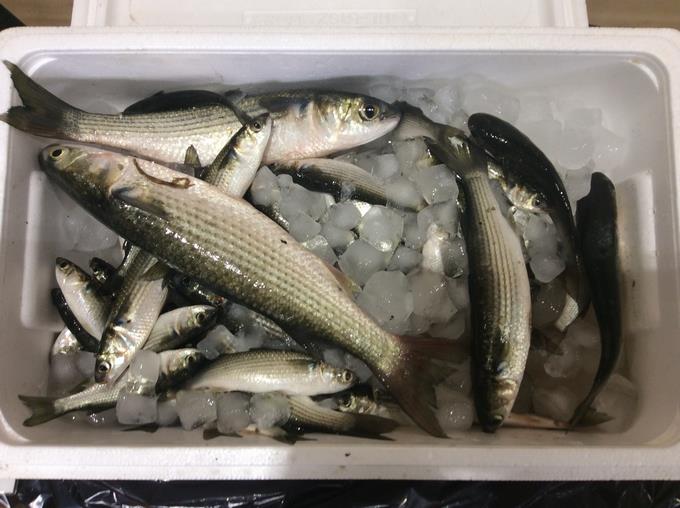 東京湾で獲れた魚
