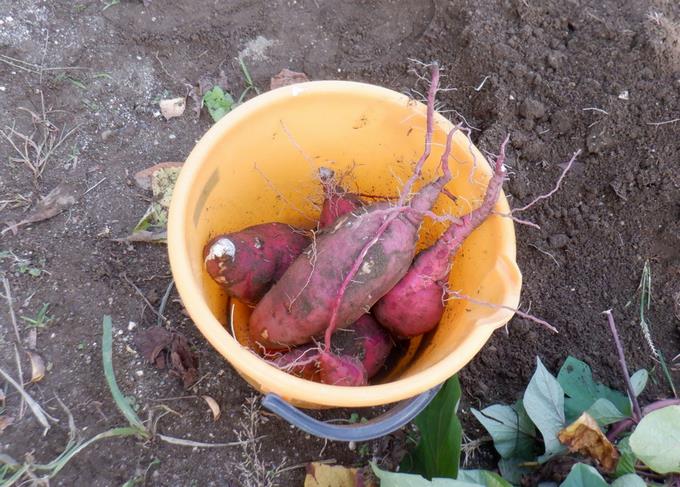 大小さまざま♪