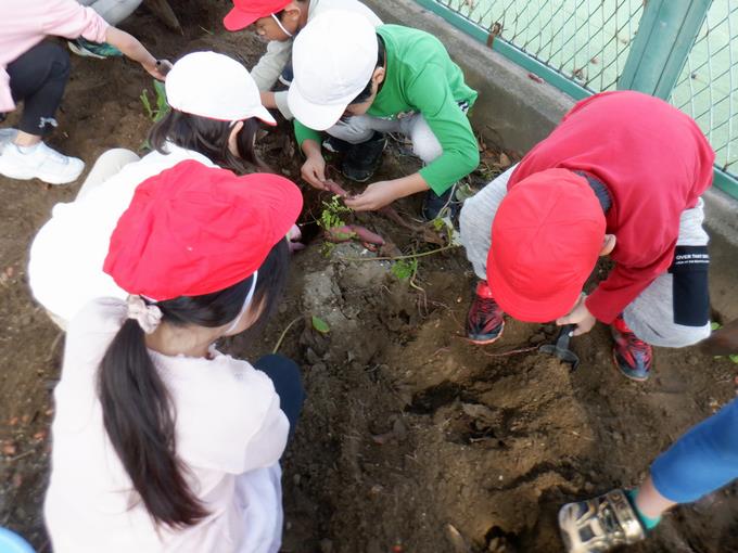 おいも あるかな?