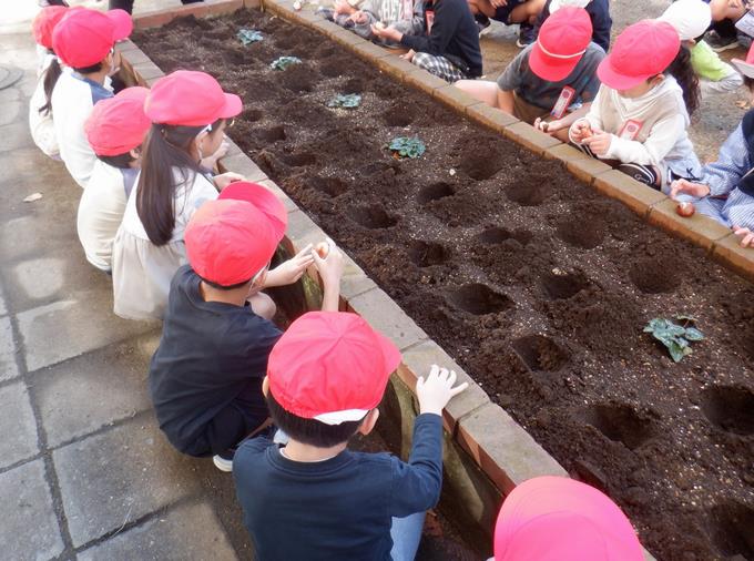 さぁ植えるよー