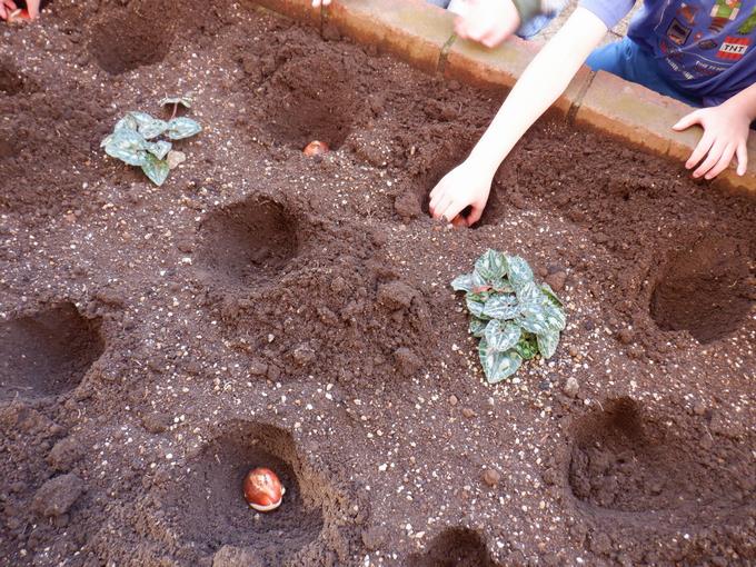 ていねいに植えていきます