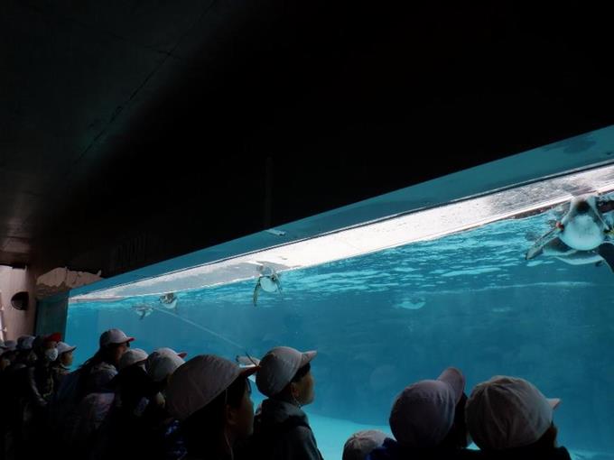 ペンギンの生態