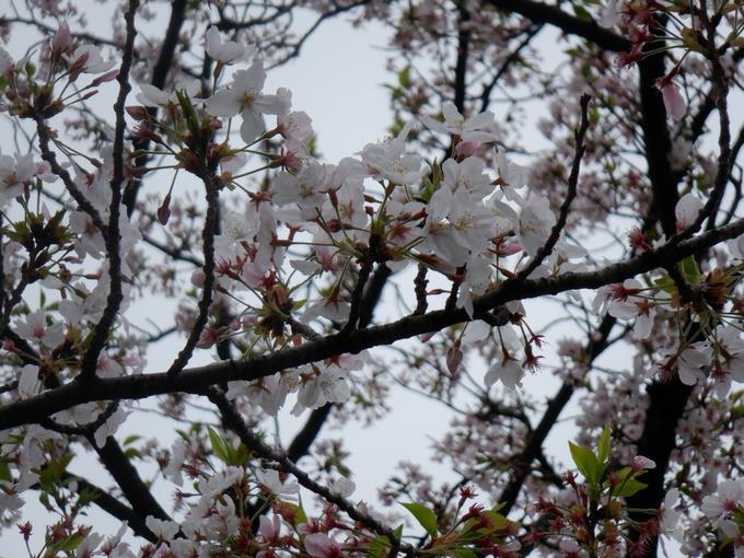 正門の桜は満開🌸