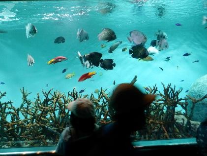 きれいな魚がいっぱい