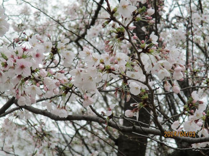 湊町小の桜