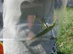 大きいバッタを捕まえました！