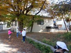 どんなはっぱがあるかな