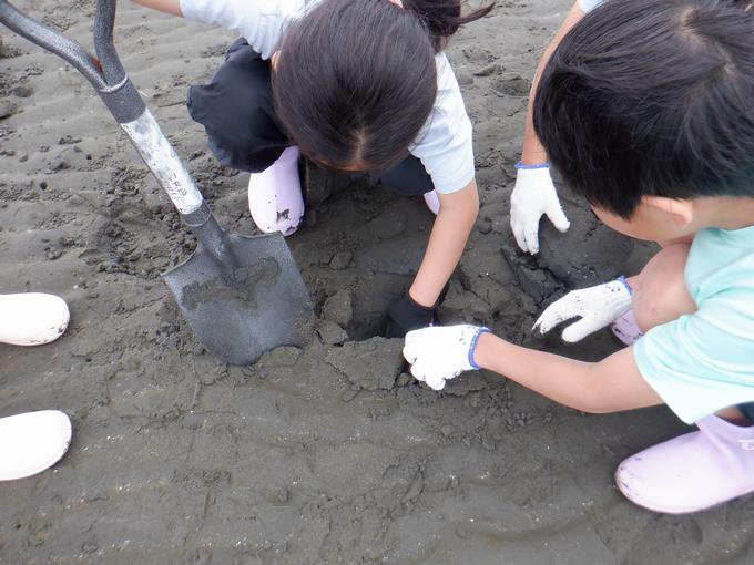 生き物を探す様子