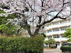 サクラと正門