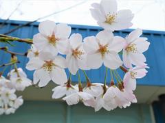 峰台桜