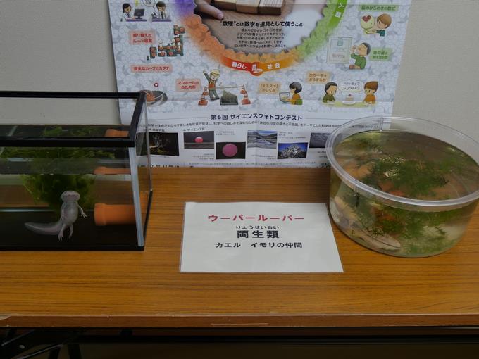 人気者1