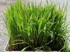 田植え体験1