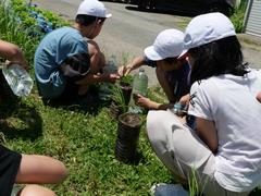 田植え体験4