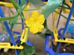 キュウリの花