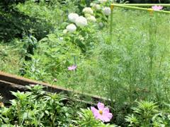 コスモスと紫陽花