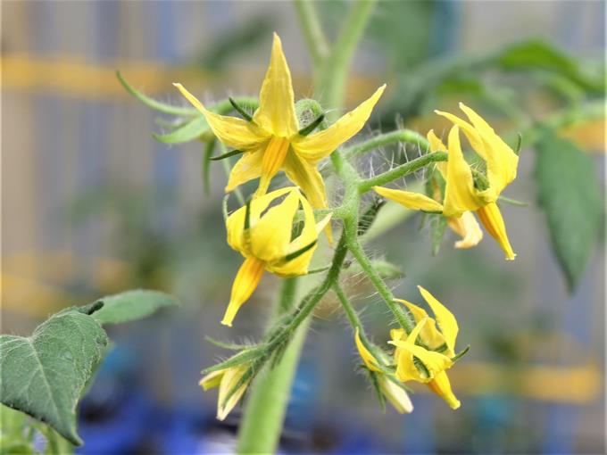 ミニトマトの花