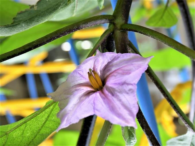 ナスの花