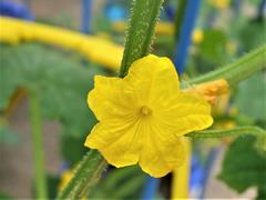 キュウリの花
