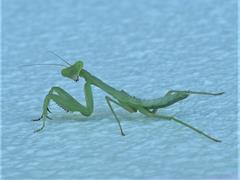 カマキリ