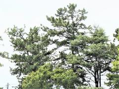 一門の横にも松
