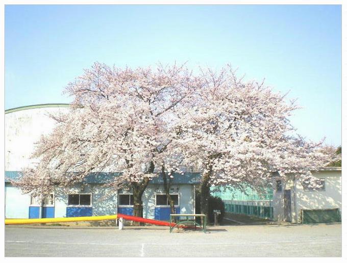 峰台の三本桜 春