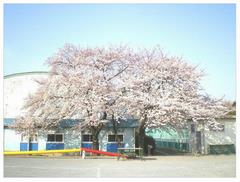 峰台の三本桜　春