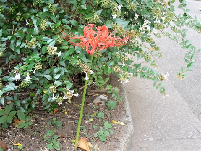 曼珠沙華1
