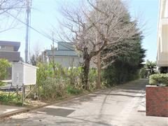 樹木の剪定1