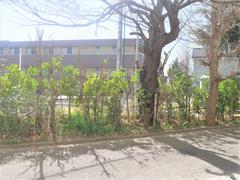樹木の剪定2