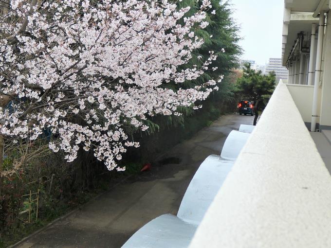 サクラ2