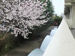 サクラ2