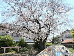 サクラとわんぱく山