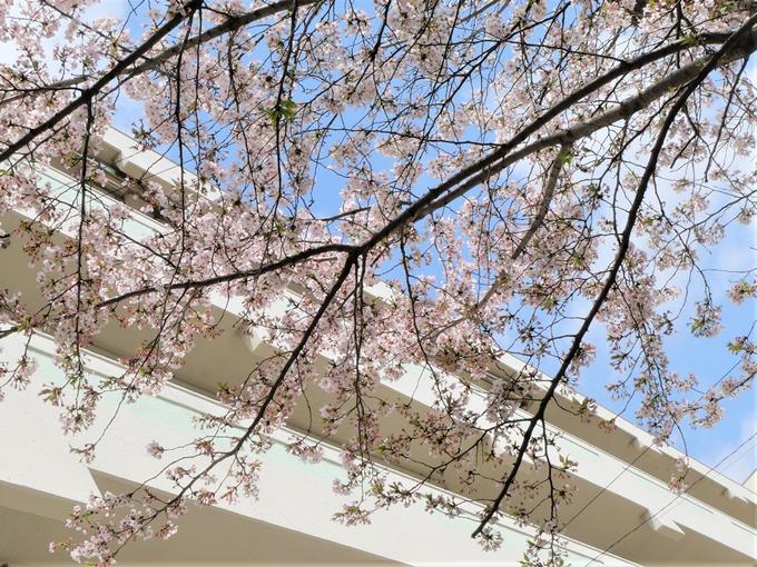 サクラと校舎