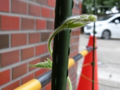 蔓