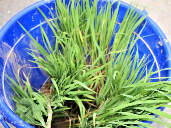 田植え