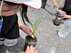 田植え