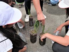 田植え