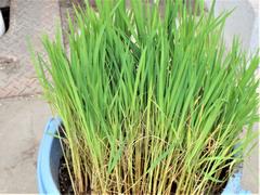 田植え