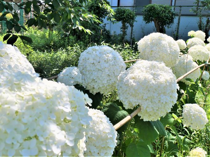 紫陽花