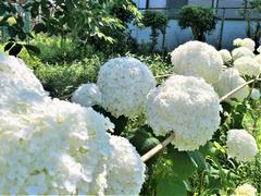 紫陽花
