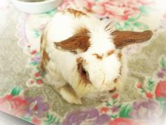 マカロン