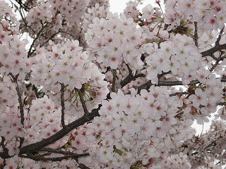 桜5