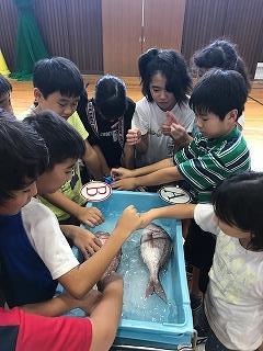 養殖の鯛と天然の鯛を比べています。