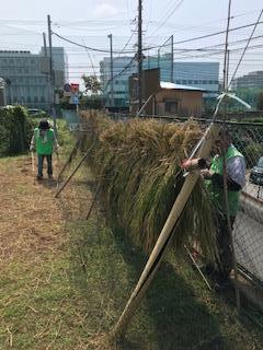 鳥よけネット ボランティアさん、ありがとうございます
