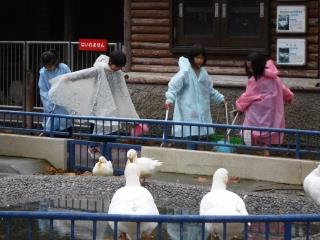 動物広場の掃除を体験しました