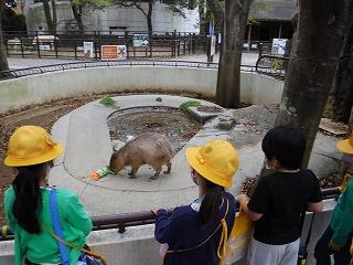 世界一大きいネズミのカピバラ(^^)
