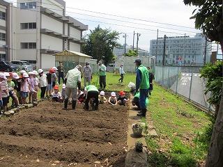 順番に植えます