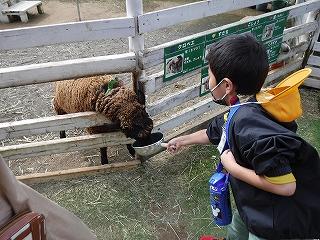 えさやりの様子